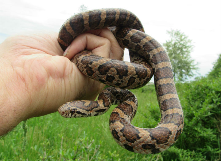 Eastern Milk Snake